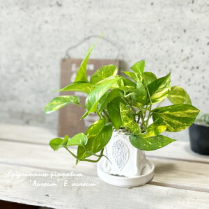 ϗtAynuJYz|gX@S[f4픫(20104-1212)iMtCX137j