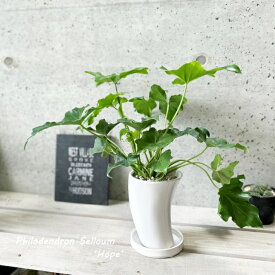 観葉植物【フィロデンドロン属】フィロデンドロン・セローム4号陶器鉢（MJC-120-WH）（皿付CX137）