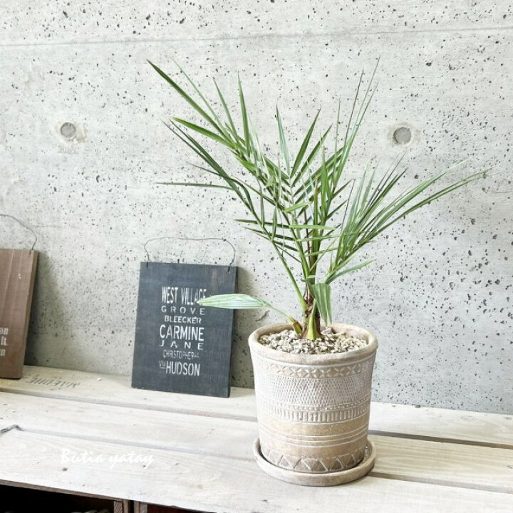 楽天市場】観葉植物【プティア属】カナリーヤシ（ココスヤシ）6号 