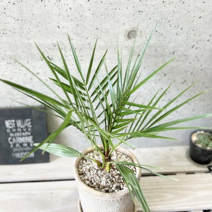 楽天市場】観葉植物【プティア属】カナリーヤシ（ココスヤシ）6号 