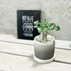 ϗtAyAfjEzAfjE(s)iGG30A-TAjiMtRS120j