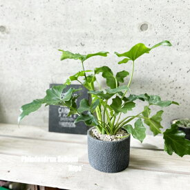 観葉植物【フィロデンドロン属】フィロデンドロン・セローム4.5号セメント鉢（WC832-BK）