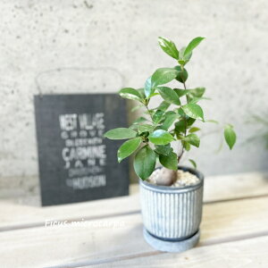 �ϗt�A���y�C�`�W�N���z�K�W���}���@3.5���Z�����g���iKL21BKBB�j�i�M�t�j