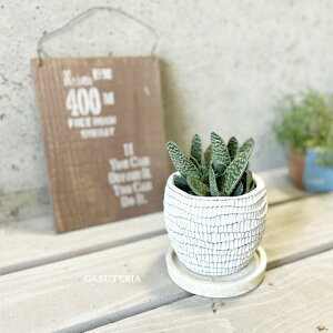 多肉植物【ガステリア属】ガステリア 4号セメント鉢(WC0097-W)(皿付)