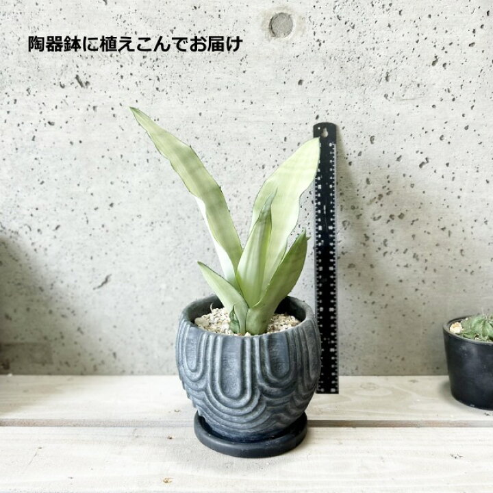 楽天市場】観葉植物【サンセヴィエリア属】サンスベリア・ムーン 