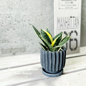 �ϗt�A���y�T���Z���B�G���A���z�T���X�x���A�E�O���[���O�����f3.5���Z�����g���iKL47BKBB�j�i�M�t�j