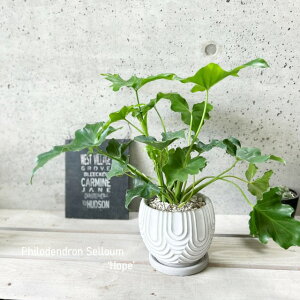 ϗtAytBfhztBfhEZ[5ZgiHH30444jiMtj