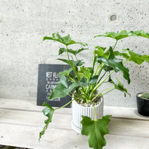 ϗtAytBfhztBfhEZ[4ZgiHH31803jiMtj