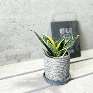 ��݌ɐ؂�ϗt�A���y�T���Z���B�G���A���z�T���X�x���A�E�O���[���O�����f3.5���Z�����g��(GG17083-MGR)�i�tRS120BK�j