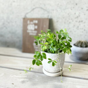 ϗtAypemLbXXzVK[oC3.5ZgiKL45WHjiMtj