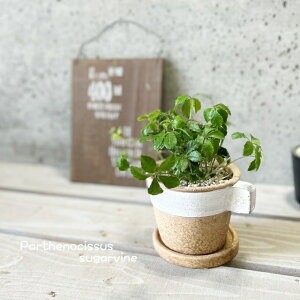 ϗtAypemLbXXzVK[oC 3.5ZgiGBGY1011WHSWjiMtj