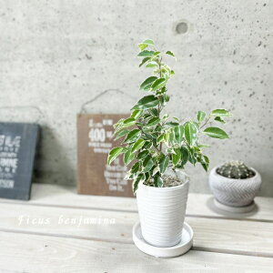 観葉植物【フィカス属】フィカス・ベンジャミナリッチ(ゴムの木)(KAJ3-B-115)(皿付)