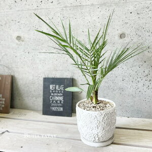 ϗtAyveBAzJi[ViRRXVj5.5ZgiCGBT1303jiMtj