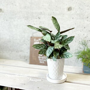 ϗtAyNeiezNeiZEZgT3.5픫iKAJ3-A-115jiMtj