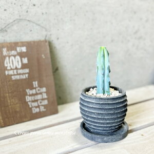 �����A���y�Z���E�X���z�n�V���T�{�e�� ���_��4���Z�����g���iWC855-BK�j�i�M�tRS120-BK�j