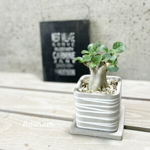 ϗtAyAfjEzAfjE(s)iHH31733jiMtj