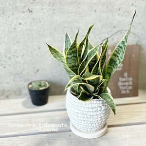 観葉植物【サンセヴィエリア属】サンスベリア・スーパーバー4.5号セメント鉢(WC0097L-W)(皿付)