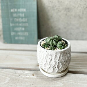 ϗtAy[tHrAz[tHrA@tH~X4Zg(WC609S-GR)iMtRS120j