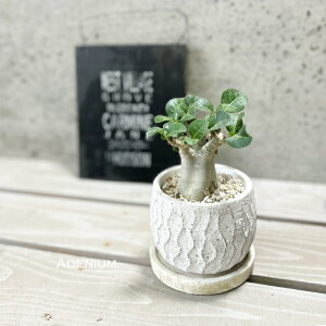 ϗtAyAfjEzAfjE(s)iWC609S-WjiMtRS120j