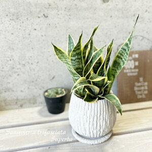 ϗtAyTZBGAzTXxAEX[p[o[5.5 ZgiGG16104-BEjiMtj