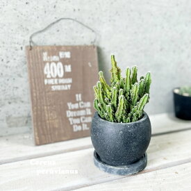 多肉植物【セレウス属】セレウス・ペルヴィアヌス4号セメント鉢（GG32T-GR）（皿付RS120BK）