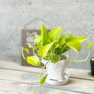 ϗtAynuJYz|gX@C4 픫i20103-1E12jiMtCX137j