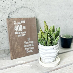 �����A���y�Z���E�X���z�Z���E�X�E�y�����B�A�k�X4���Z�����g���iTD522�j�i�M�t�j