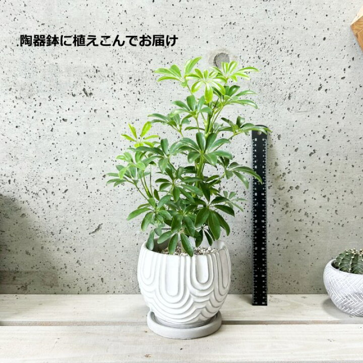 楽天市場】観葉植物【シェフレラ属】シェフレラA コンパクタ【M】5号 
