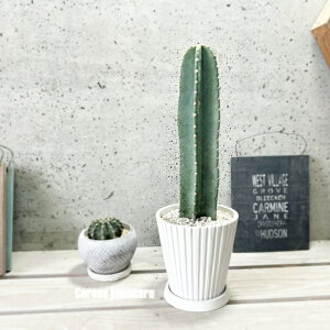 AyZEXznVT{e }J4viXgCv12^WjiMt{^j[v[g12j