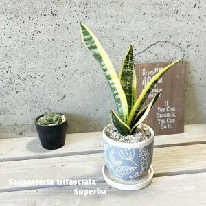 ϗtAyTZBGAzTXxAEX[p[o[4Z~bNiCP2411BLj iMtj