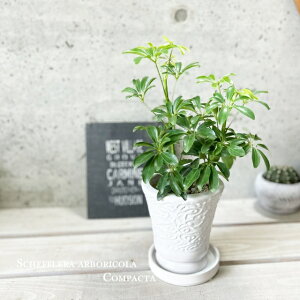 �ϗt�A���y�V�F�t�������z�V�F�t����A�@�R���p�N�^4.5�����픫�iMR03-135�j�i�M�tCX137�j�J�|�b�N�E�z���R���J�|�b�N