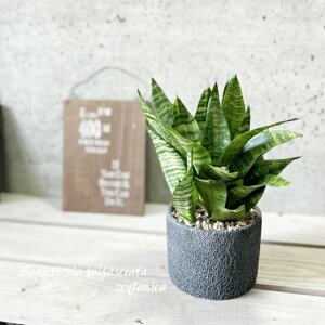 ϗtAyTZBGAzTXxAEgt@XLA^E[jJ4.5ZgiWC832-BKjivMtj