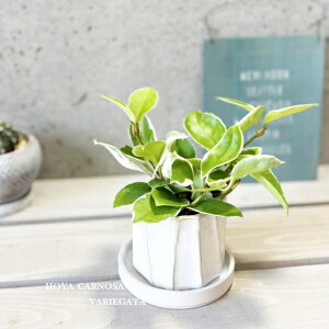 ϗtAyTNzzEJm[TEoGK^iTNj3.5픫iYJ230222-Wj(MtCX137)