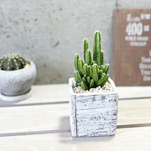 �����A���y�Z���E�X���z�Z���E�X�E�y�����B�A�k�X3.5���Z�����g���iGG16702-W�j