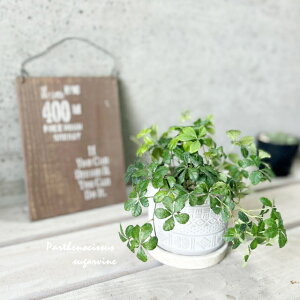 ϗtAypemLbXXzVK[oC4ZgiHH8119jiMtRS120j