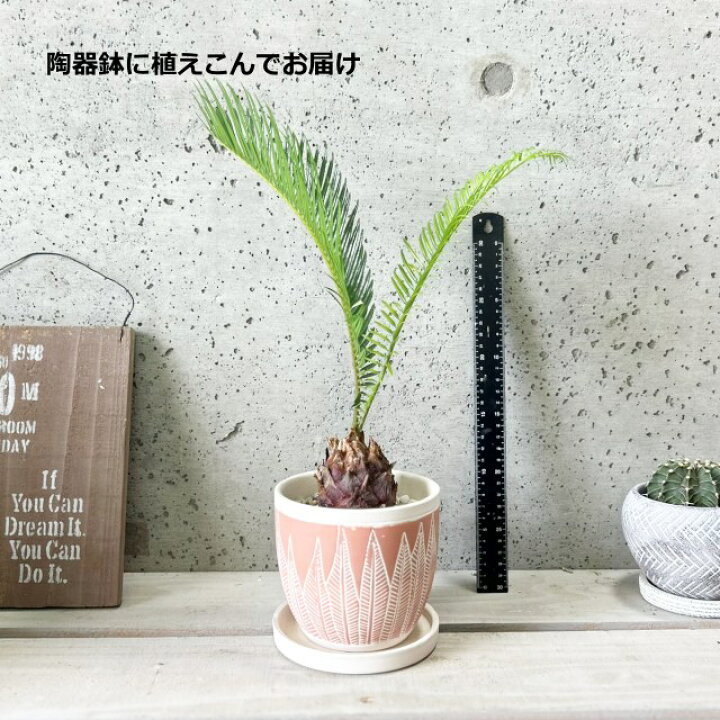 楽天市場】観葉植物【ソテツ属】ソテツ4号セメント鉢（CP847OR）（皿付 