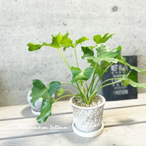 ϗtAytBfhztBfhEZ[4ZgiER41GYBBjiMtRS120j