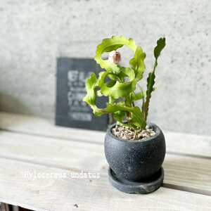 AyqT{ezhSt[c4ZgiGG32T-GRjiMtRS120BKj