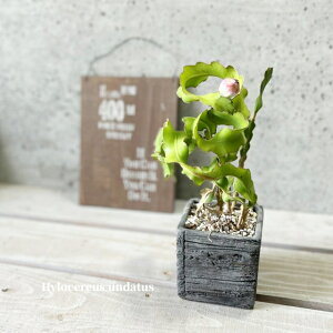 �����A���y�q���T�{�e�����z�h���S���t���[�c 3.5���Z�����g���iGG16702-BR�j