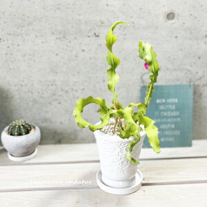 AyqT{ezhSt[c4.5픫iMRO3-135jiMtCX137j