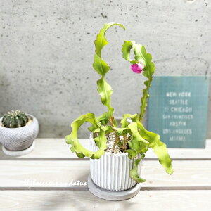 �����A���y�q���T�{�e�����z�h���S���t���[�c4���Z�����g���iHH31803�j�i�M�t�j