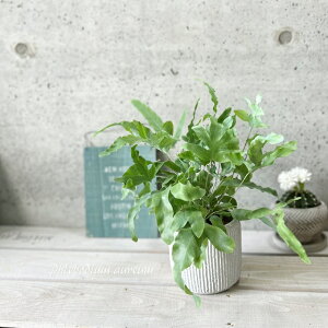 ϗtAyt{fBEzAEEu[X^[ 4.5픫iMtjiGG35A-BEj