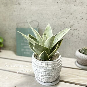 観葉植物【サンセヴィエリア属】サンスベリア・シルバーハニー4.5号Sセメント鉢(皿付)(WC0097L-W)