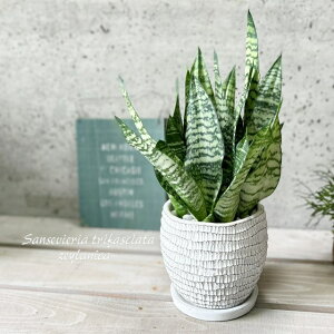 観葉植物【サンセヴィエリア属】サンスベリア・トリファスキアタ・ゼラニカ5号鉢(WC0097L-W)