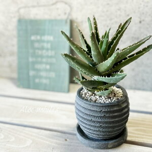 多肉植物アロエ不夜城 4号セメント鉢(皿付RS120BK)(WC855-BK)