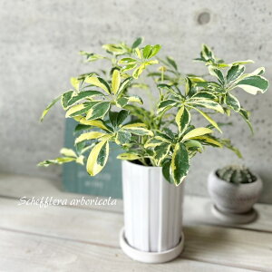 ϗtAyVFtzVFtAnbs[CG[4픫iMtjiMIF3-B-120jJ|bNEzRJ|bN