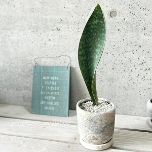 ϗtAyTZBGAzTXxAE}b\A[i4.5ZgyMtz(HH31472)