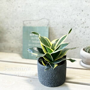 �ϗt�A���y�T���Z���B�G���A���z�T���X�x���A�E�g���t�@�X�L�A�^�i�O���t�j�n�j�[ 4.5���Z�����g���iWC0832-BK�j