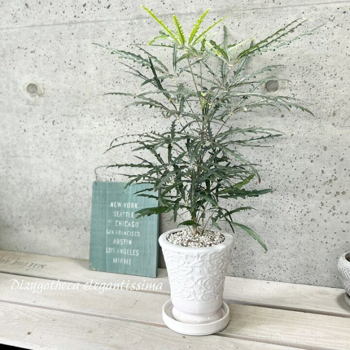 楽天市場】観葉植物【ディジゴセカ属】アラレア グリーンエレガンス4.5 