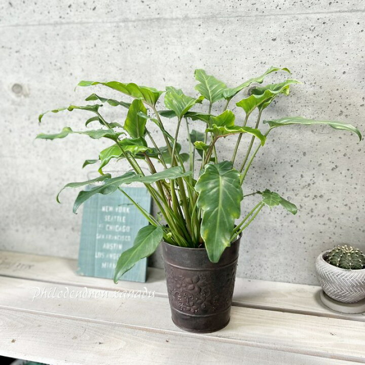 楽天市場】観葉植物【フィロデンドロン属】ザナドゥ クッカバラ 5.5号 